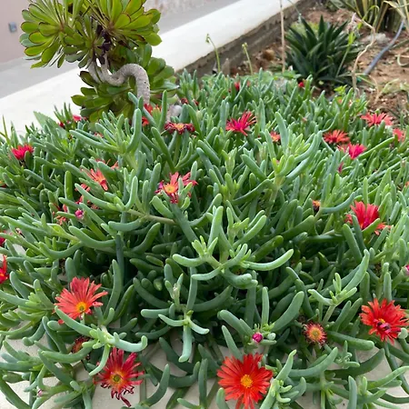 C'est La Vie 1 Ammopi Karpathos